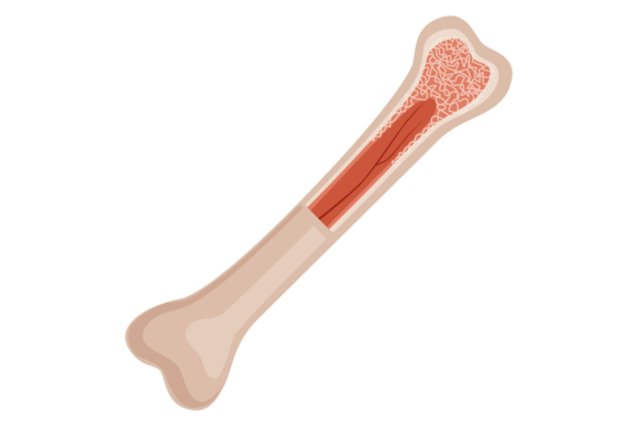 Download Bone Structure. Medical Educational Illu - Medical Collection